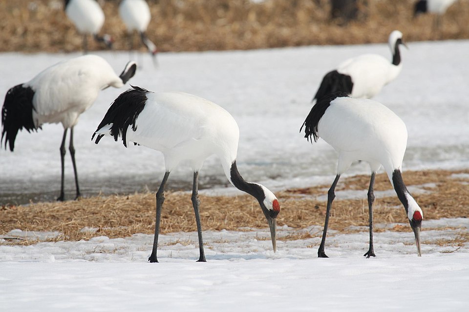 Crane