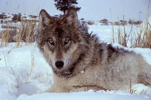 Yellowstone wolves -- Gray wolf