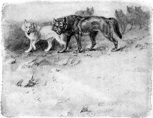 Lobo / Seton -- Gray wolf