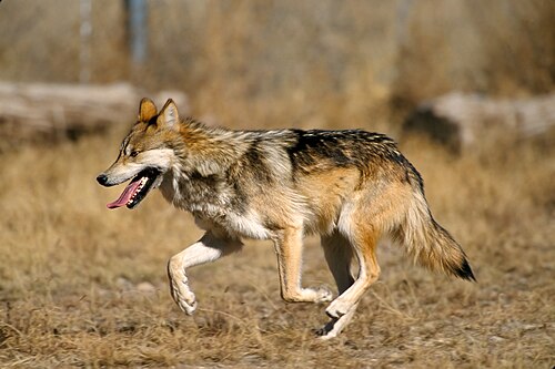 Mexican wolf -- Gray wolf