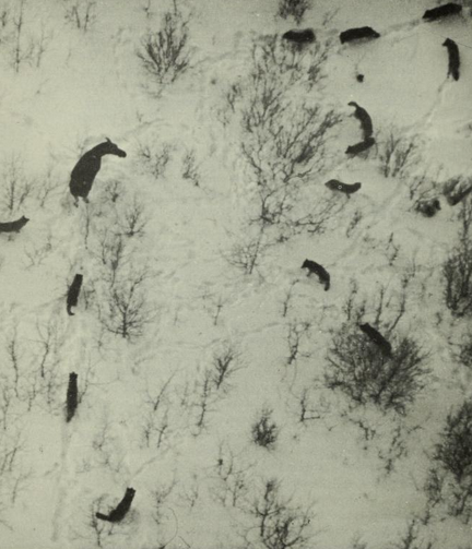 Isle Royale study -- Gray wolf