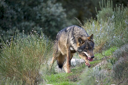 Iberian wolf -- Gray wolf