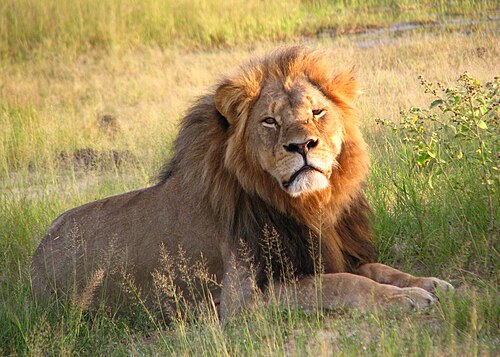 Cecil the lion -- Lion