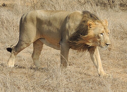 Asiatic lion / Gir -- Lion