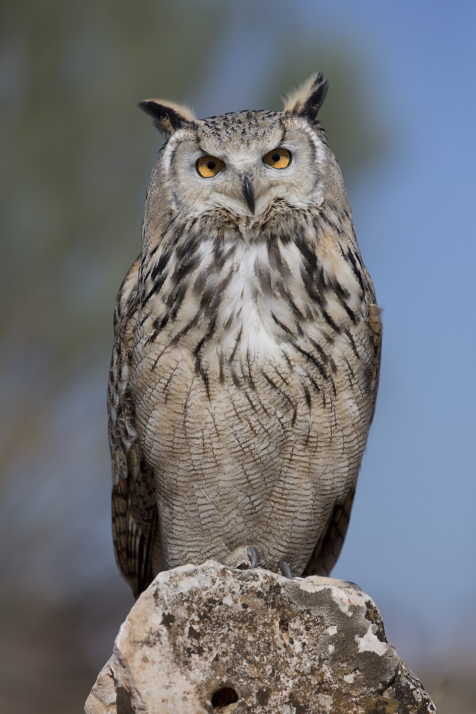 Owl