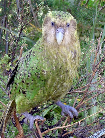Kakapo -- Parrot