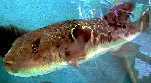 Takifugu rubripes genome -- Pufferfish