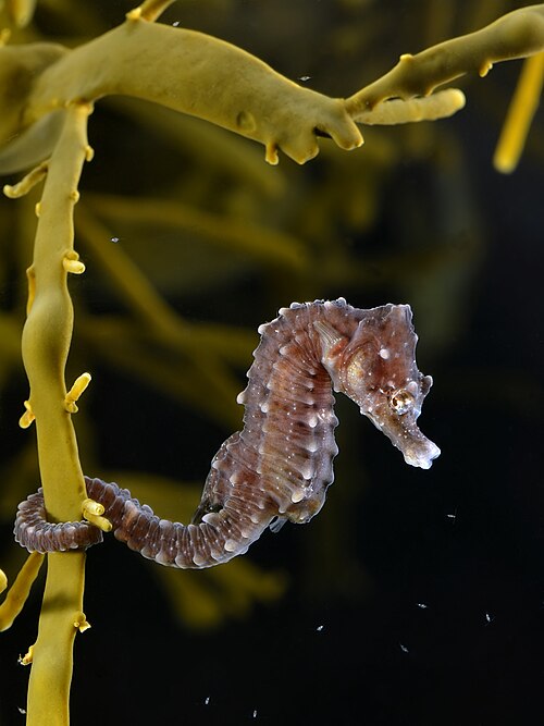 Hippocampus -- Seahorse