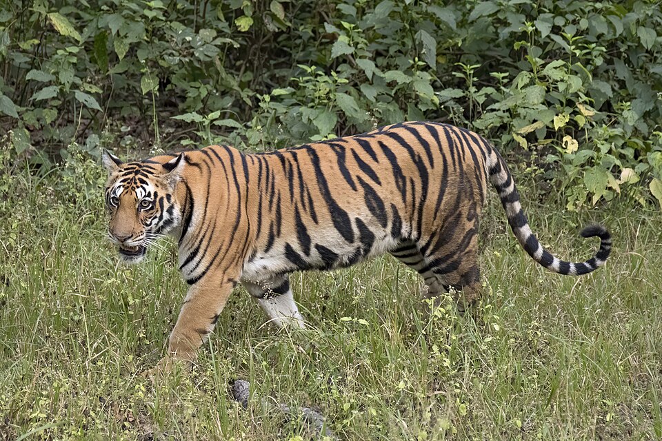 Tiger
