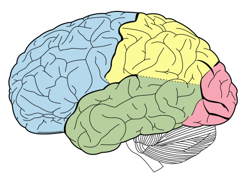 Executive functions
