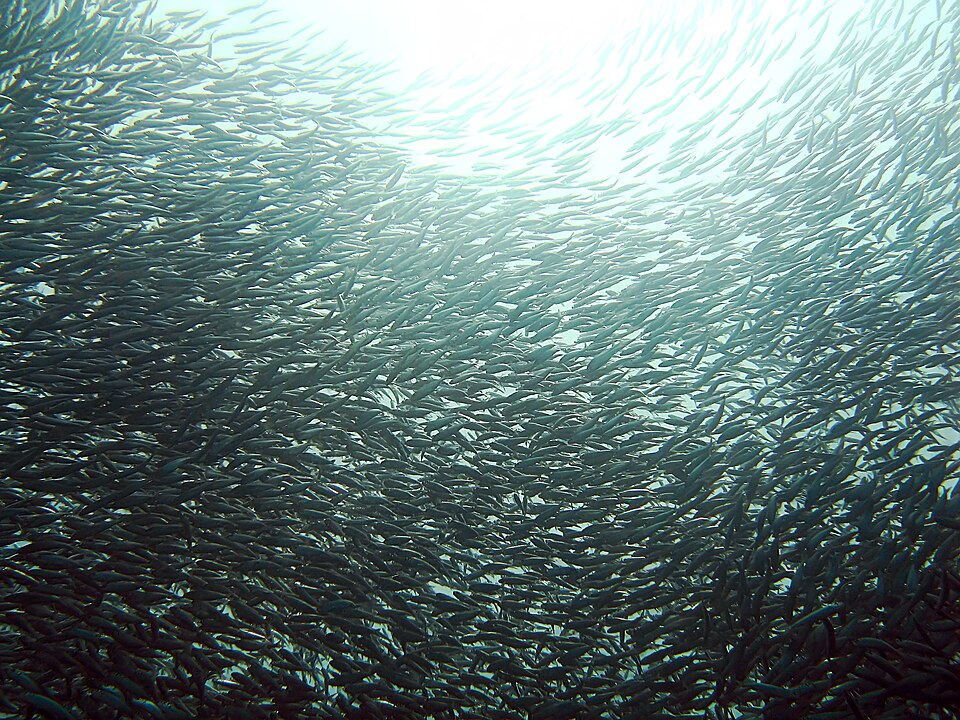 Grilled sardines