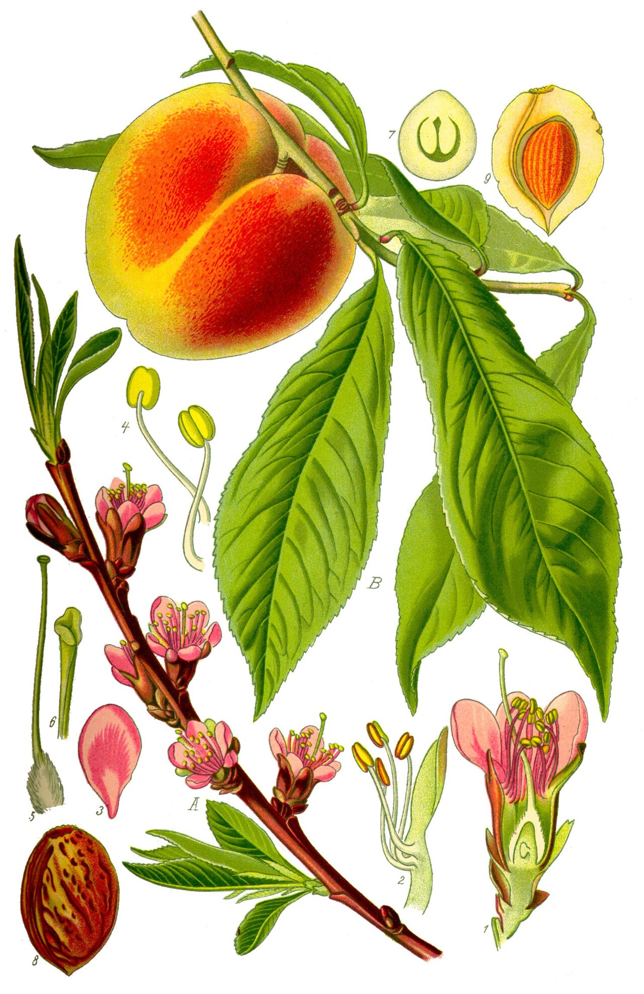 Fruity — Peach