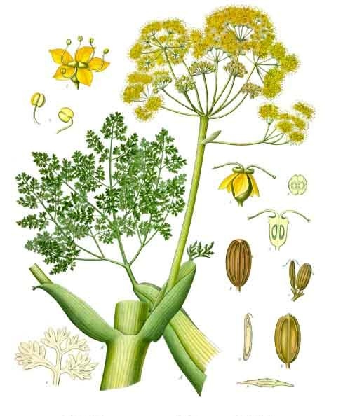 Galbanum — Iran