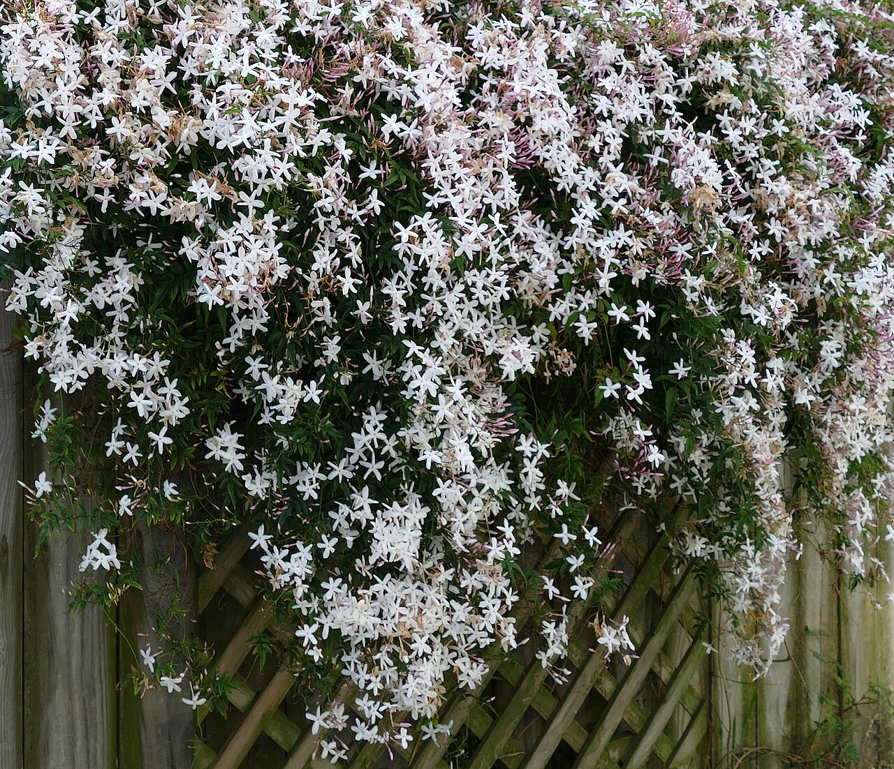 Jasmine — Jasmine