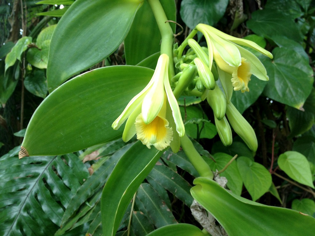 Vanilla — Vanilla