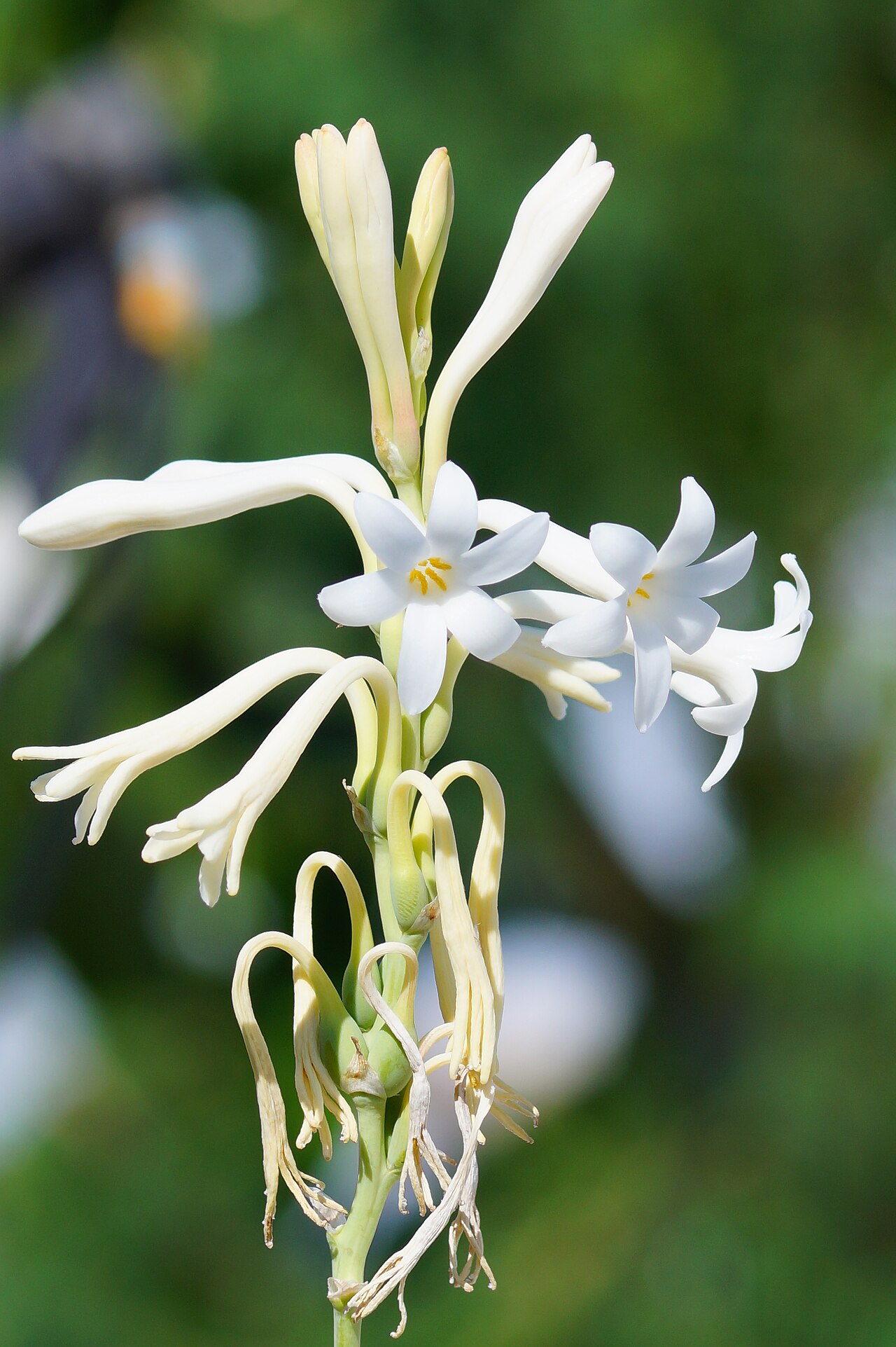 White floral — Tuberose