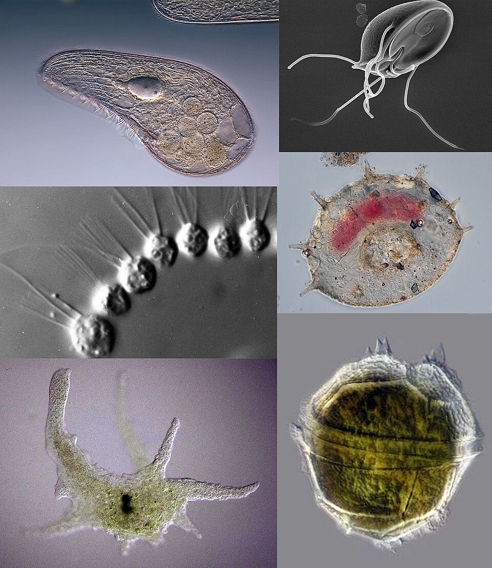 Protozoa