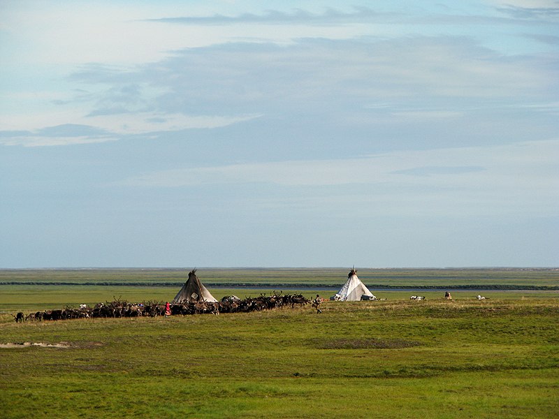 Sámi reindeer herd