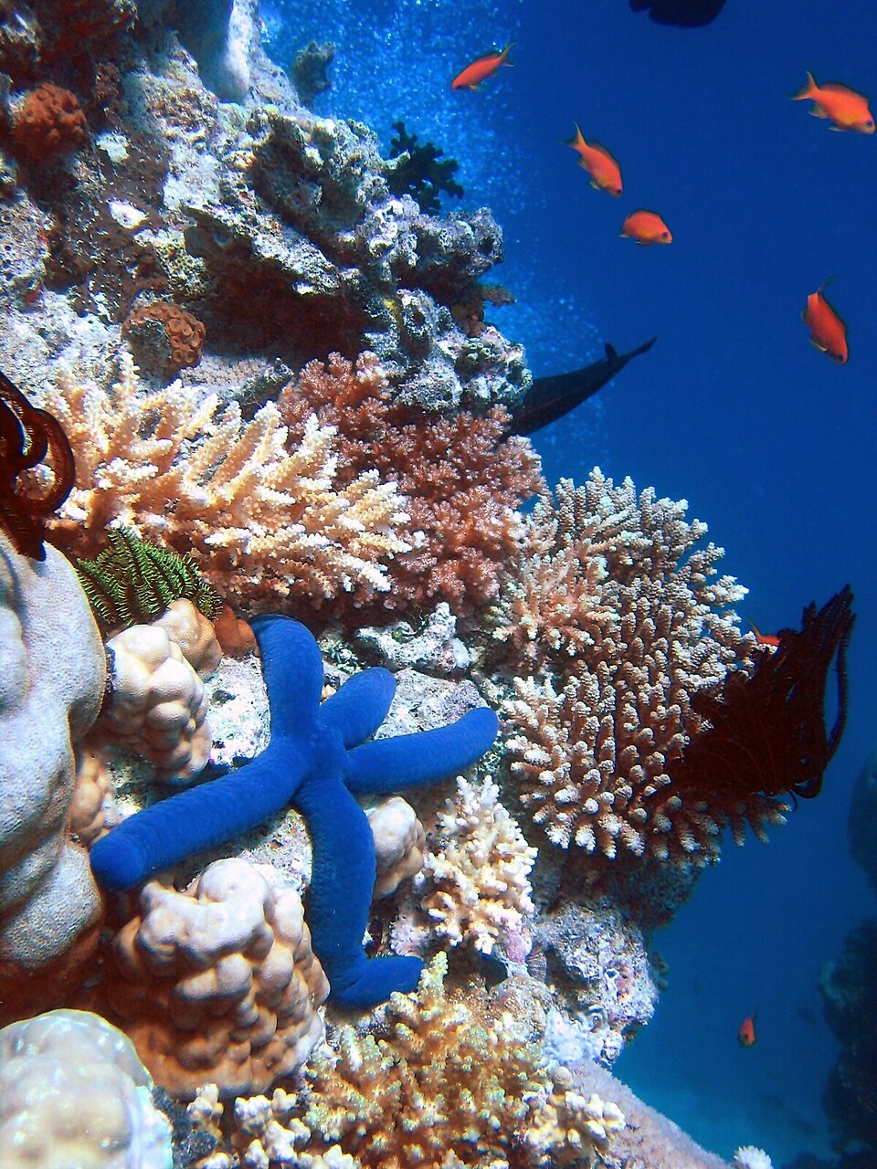 Caribbean coral reef