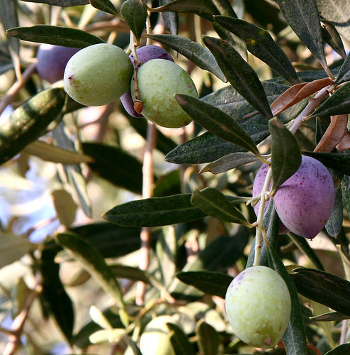 Mediterranean olive trees