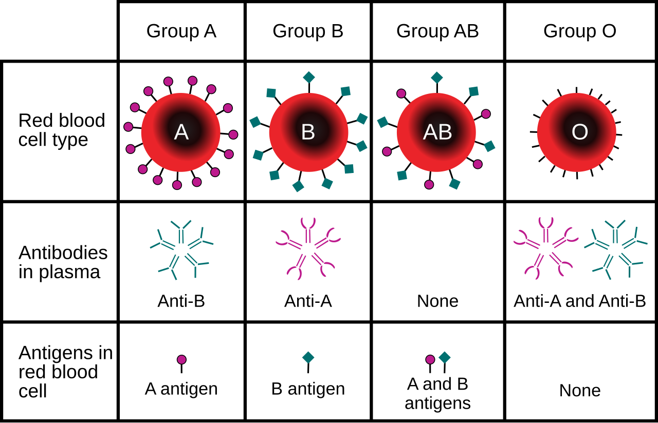 Illustration related to Blood groups
