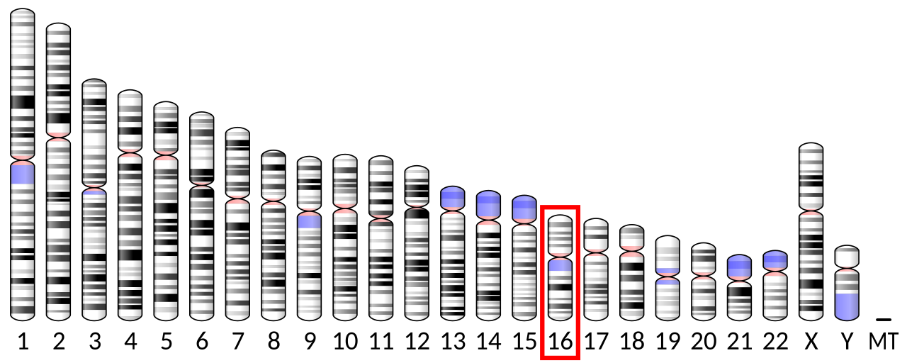 Diagram related to ABCC11 trait