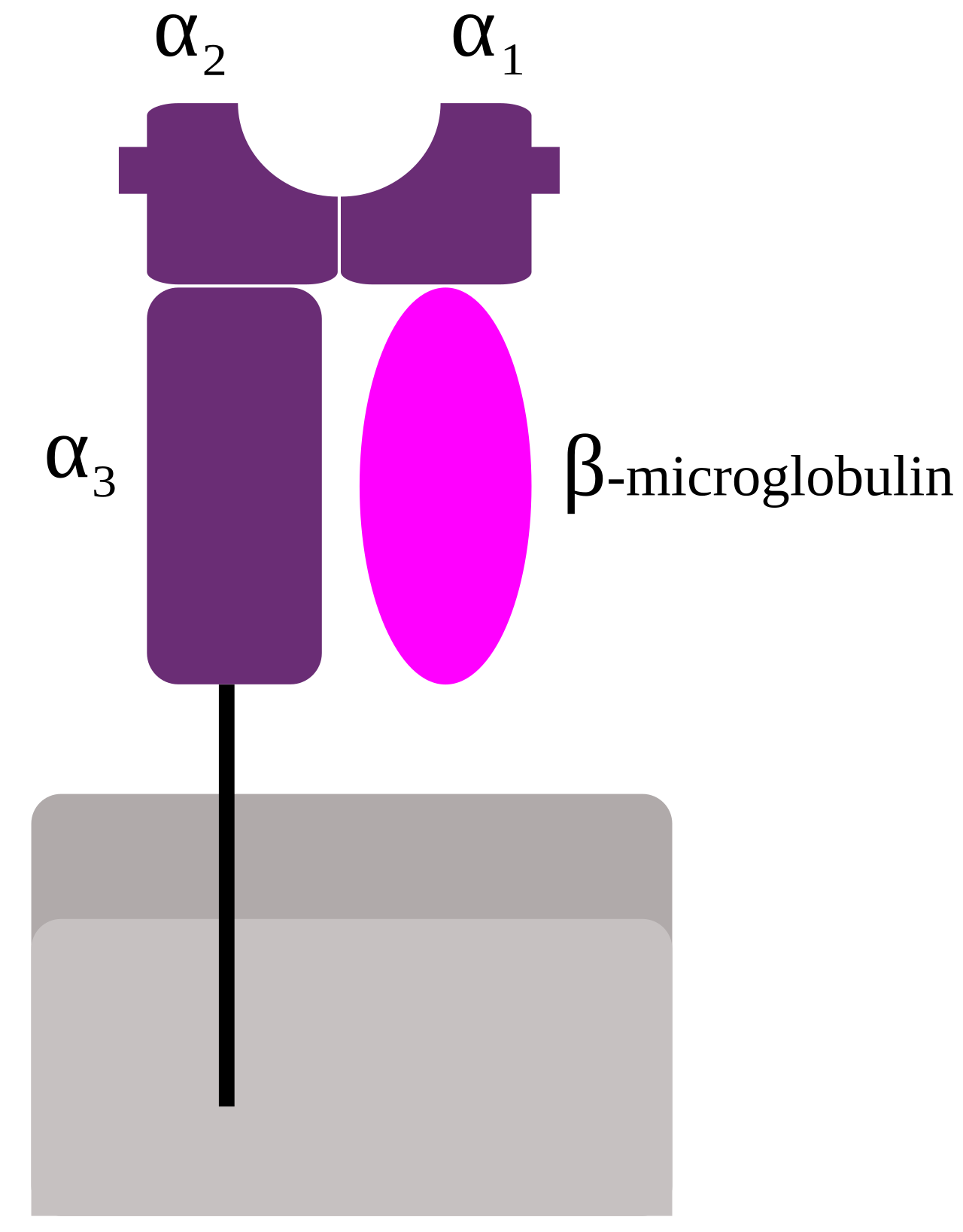 Immunology diagram context