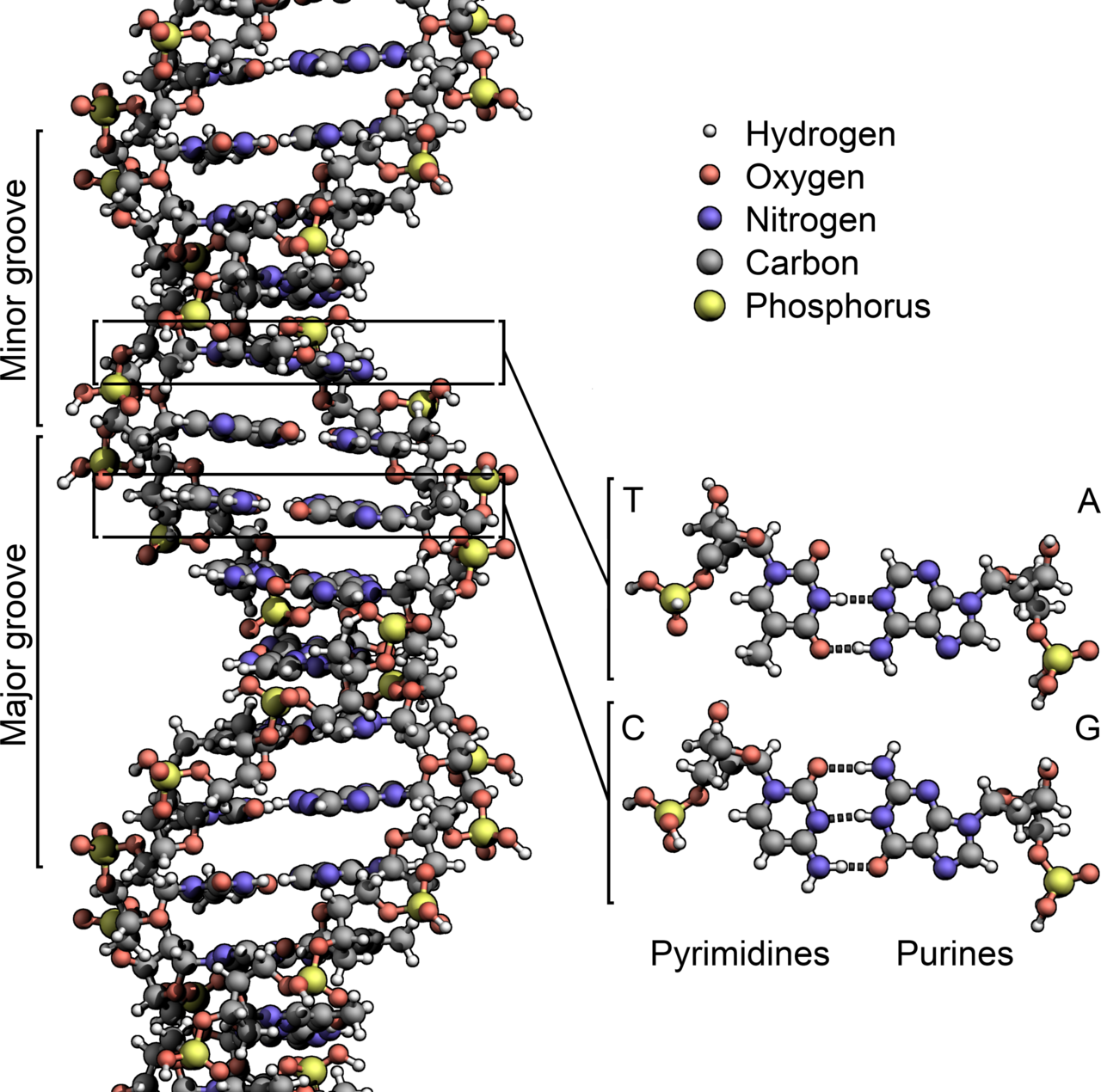 Illustration related to Race is not biology
