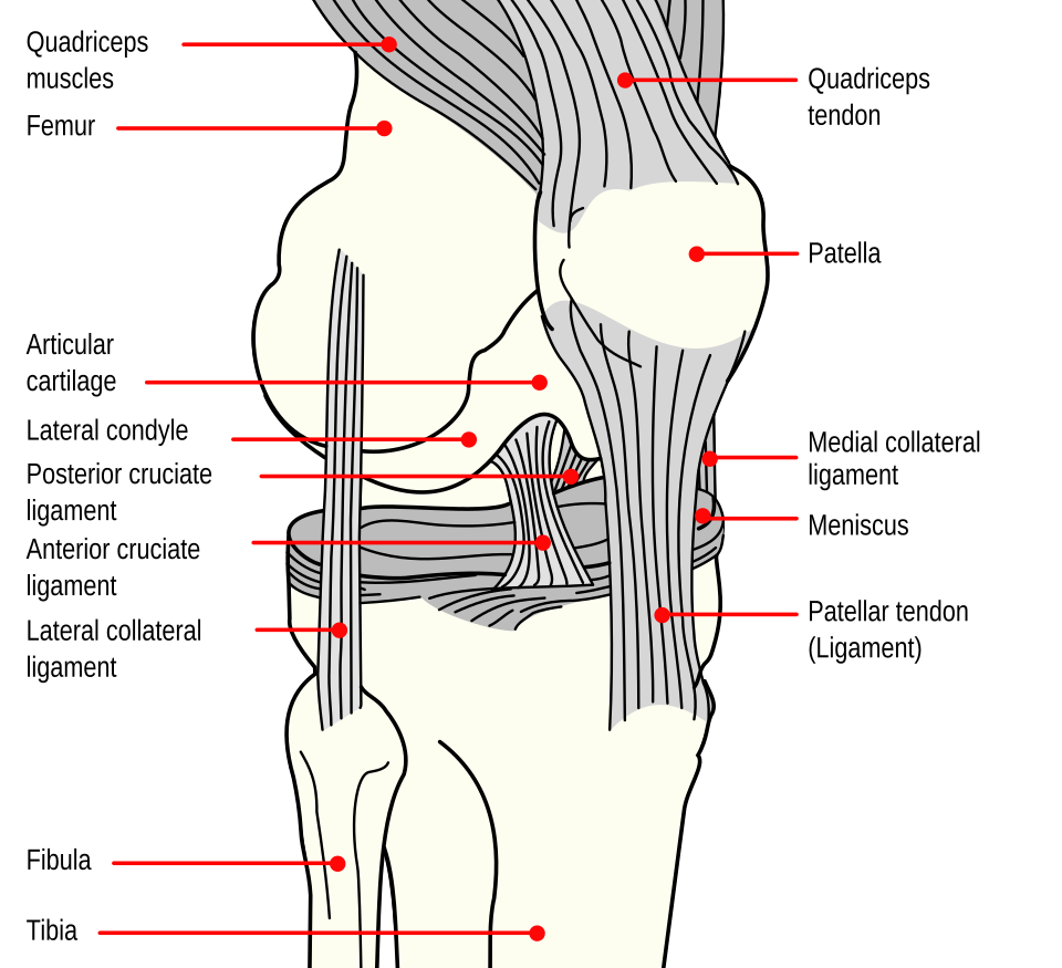 Diagram of the anterior cruciate ligament within the knee