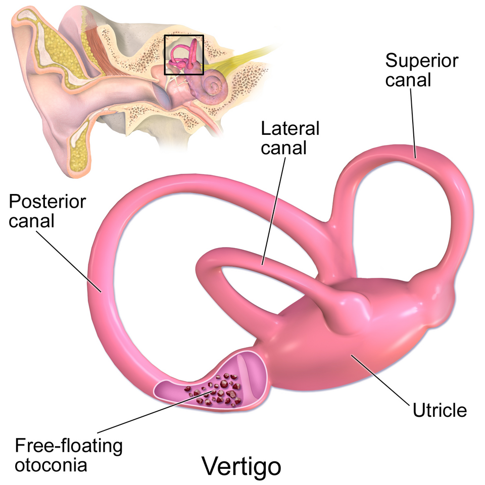 Diagram of the vestibular system within the inner ear