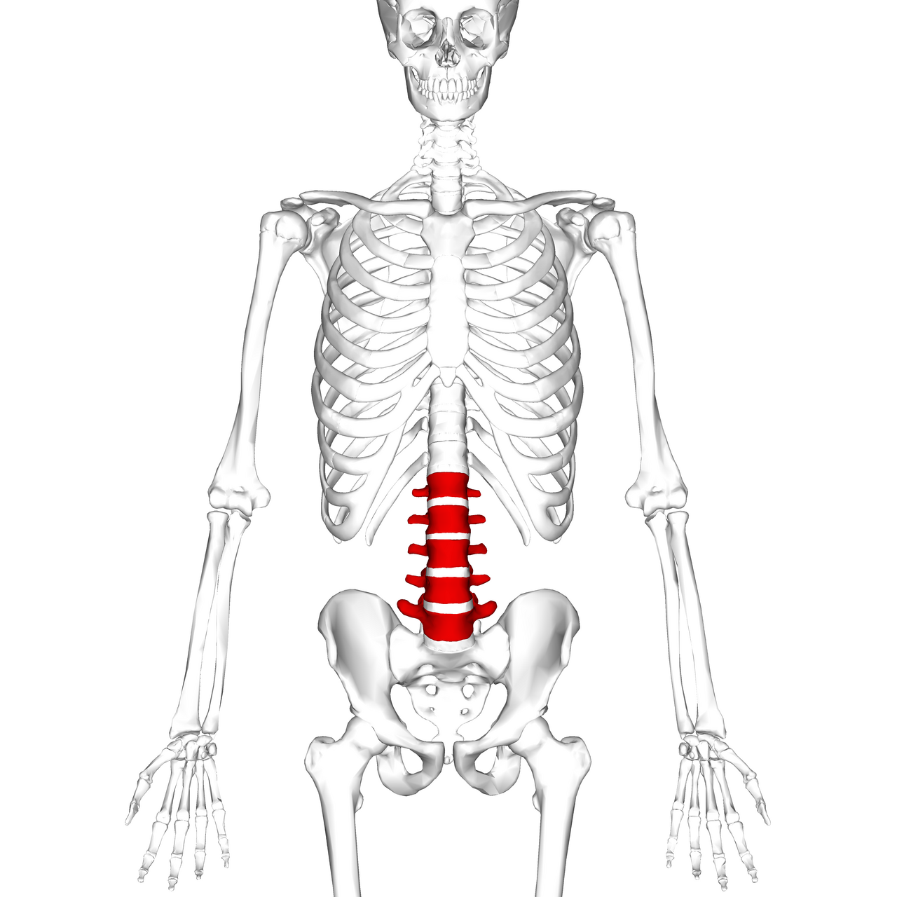 Lower Back: after “The lower back, or lumbar spine, consists of five large vertebra”, what about “Low back pain is one of the leading causes