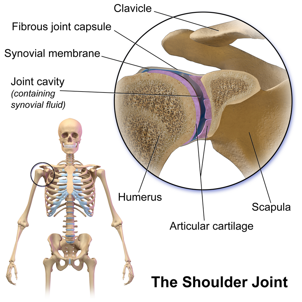 Person leaning forward performing a pendulum swing exercise for the shoulder