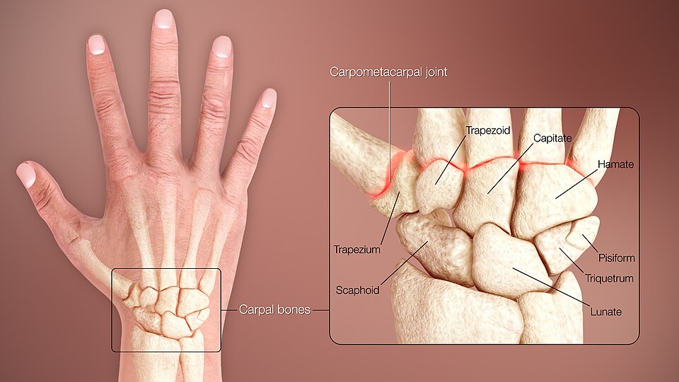 Diagram of the carpal bones and structures of the wrist