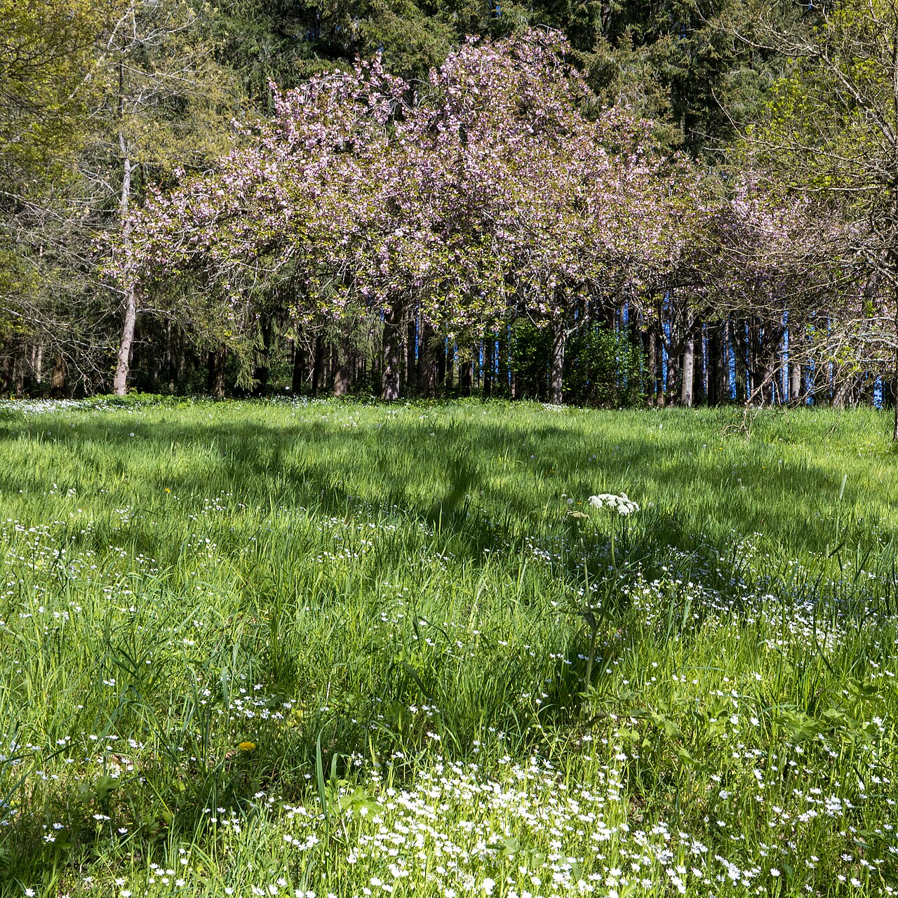 Spring